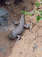Navajo NP (18).JPG